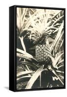 Pineapple on Plant-null-Framed Stretched Canvas