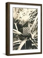 Pineapple on Plant-null-Framed Art Print