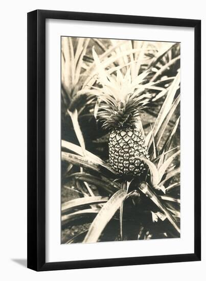 Pineapple on Plant-null-Framed Art Print