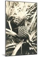 Pineapple on Plant-null-Mounted Art Print