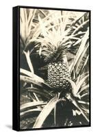 Pineapple on Plant-null-Framed Stretched Canvas