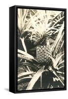 Pineapple on Plant-null-Framed Stretched Canvas