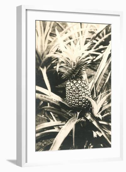 Pineapple on Plant-null-Framed Art Print