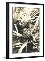 Pineapple on Plant-null-Framed Art Print