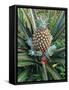 Pineapple Plant with Fruit-Sinclair Stammers-Framed Stretched Canvas