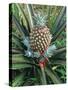 Pineapple Plant with Fruit-Sinclair Stammers-Stretched Canvas