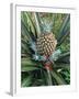 Pineapple Plant with Fruit-Sinclair Stammers-Framed Photographic Print