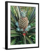 Pineapple Plant with Fruit-Sinclair Stammers-Framed Photographic Print