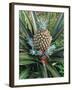 Pineapple Plant with Fruit-Sinclair Stammers-Framed Photographic Print