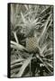 Pineapple Plant-null-Framed Stretched Canvas