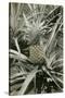 Pineapple Plant-null-Stretched Canvas