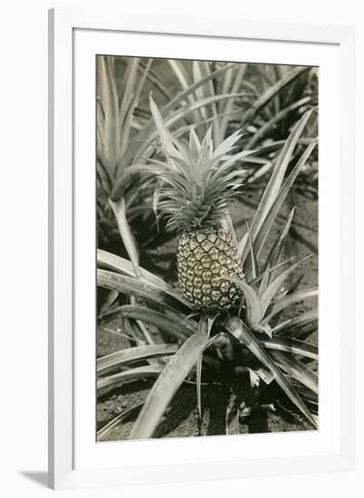 Pineapple Plant-null-Framed Art Print