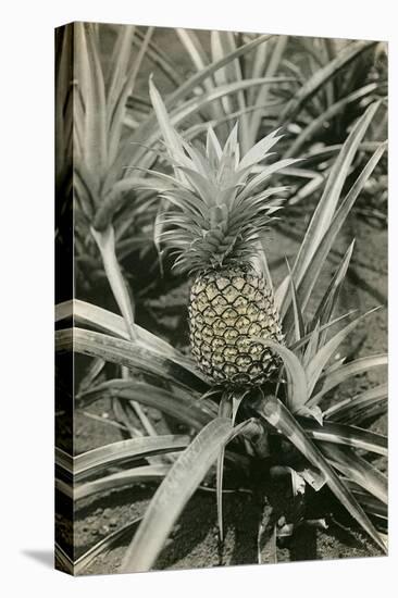 Pineapple Plant-null-Stretched Canvas