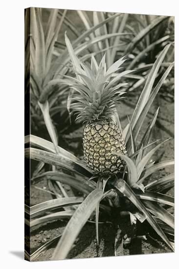 Pineapple Plant-null-Stretched Canvas