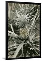 Pineapple Plant-null-Framed Art Print