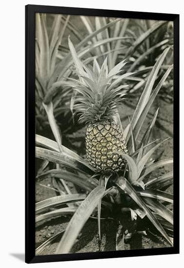 Pineapple Plant-null-Framed Art Print