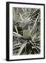 Pineapple Plant-null-Framed Art Print