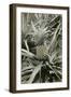 Pineapple Plant-null-Framed Premium Giclee Print