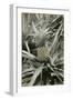 Pineapple Plant-null-Framed Art Print