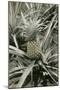 Pineapple Plant-null-Mounted Art Print