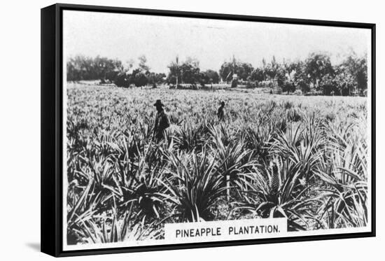 Pineapple Plantation, Australia, 1928-null-Framed Stretched Canvas