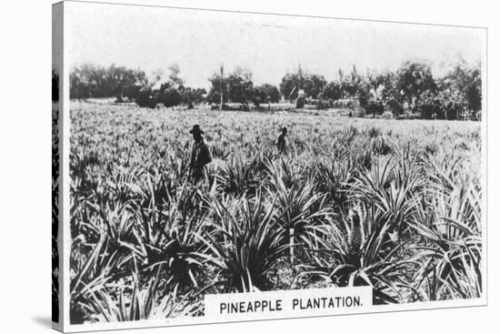 Pineapple Plantation, Australia, 1928-null-Stretched Canvas