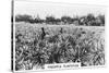 Pineapple Plantation, Australia, 1928-null-Stretched Canvas