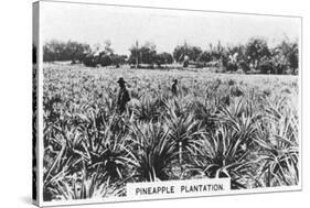 Pineapple Plantation, Australia, 1928-null-Stretched Canvas