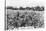 Pineapple Plantation, Australia, 1928-null-Stretched Canvas