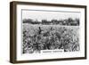 Pineapple Plantation, Australia, 1928-null-Framed Giclee Print