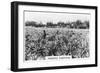 Pineapple Plantation, Australia, 1928-null-Framed Giclee Print