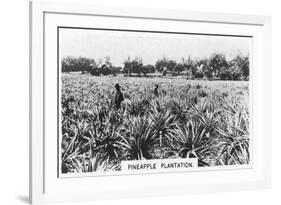 Pineapple Plantation, Australia, 1928-null-Framed Giclee Print