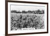 Pineapple Plantation, Australia, 1928-null-Framed Giclee Print