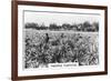 Pineapple Plantation, Australia, 1928-null-Framed Giclee Print