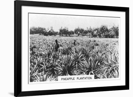 Pineapple Plantation, Australia, 1928-null-Framed Giclee Print