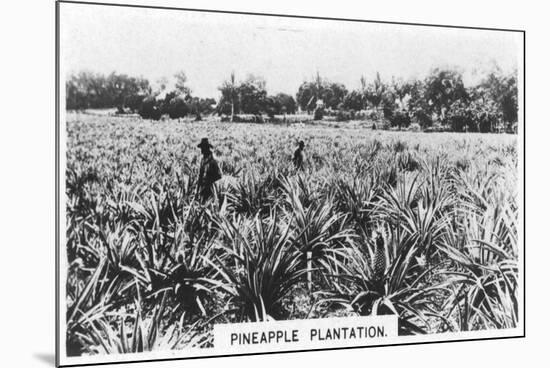 Pineapple Plantation, Australia, 1928-null-Mounted Giclee Print