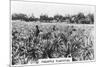 Pineapple Plantation, Australia, 1928-null-Mounted Giclee Print