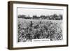 Pineapple Plantation, Australia, 1928-null-Framed Premium Giclee Print
