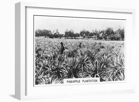 Pineapple Plantation, Australia, 1928-null-Framed Premium Giclee Print