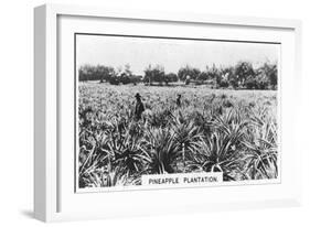 Pineapple Plantation, Australia, 1928-null-Framed Premium Giclee Print