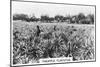 Pineapple Plantation, Australia, 1928-null-Mounted Premium Giclee Print