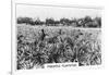 Pineapple Plantation, Australia, 1928-null-Framed Giclee Print