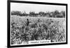 Pineapple Plantation, Australia, 1928-null-Framed Giclee Print