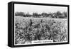 Pineapple Plantation, Australia, 1928-null-Framed Stretched Canvas