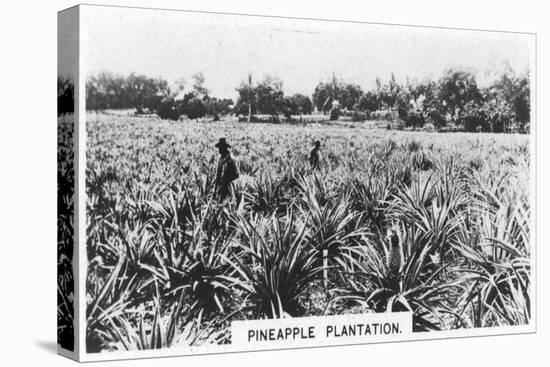 Pineapple Plantation, Australia, 1928-null-Stretched Canvas