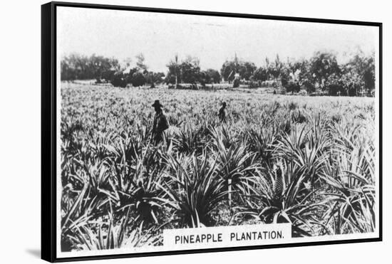 Pineapple Plantation, Australia, 1928-null-Framed Stretched Canvas