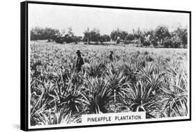 Pineapple Plantation, Australia, 1928-null-Framed Stretched Canvas