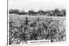 Pineapple Plantation, Australia, 1928-null-Stretched Canvas