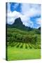 Pineapple Plantation in Bora Bora.-Daniel Garcia Toro-Stretched Canvas