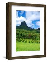 Pineapple Plantation in Bora Bora.-Daniel Garcia Toro-Framed Photographic Print